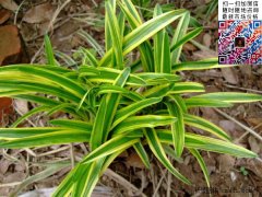 ��߅������