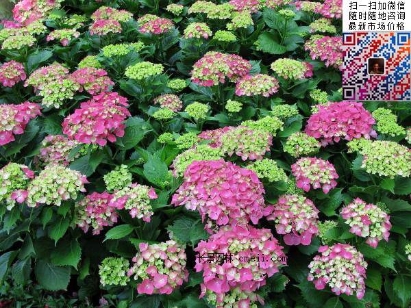 八仙花如何養殖，八仙花的種殖方法