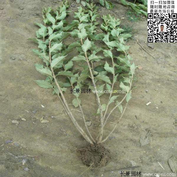 紅王子錦帶圖片 紅王子錦帶圖片