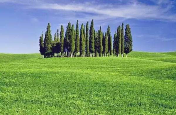 苗木發展趨勢 苗木發展趨勢