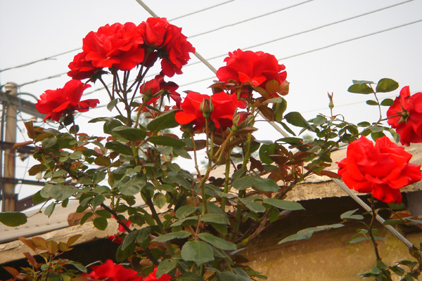 藤本月季御用馬車 藤本月季御用馬車