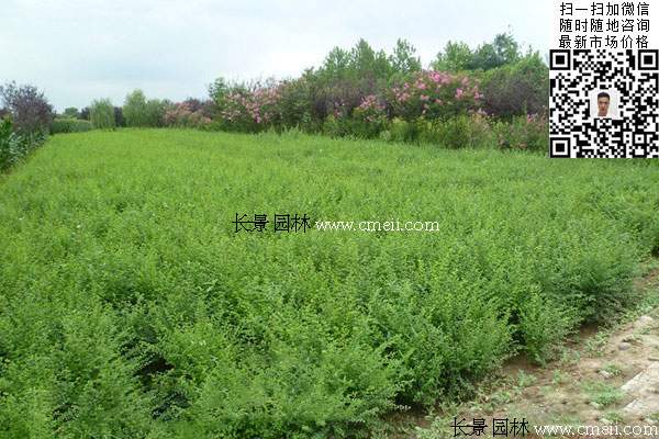 40~50~60公分小葉女貞球價格_報價 40~50~60公分小葉女貞球價格_報價