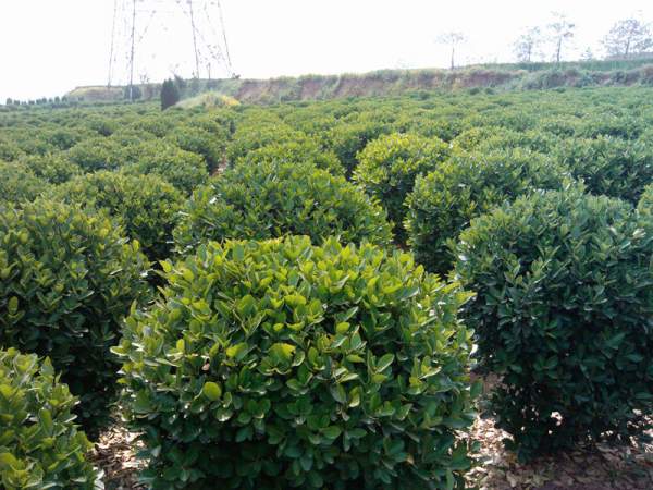 求購大葉黃楊 求購大葉黃楊