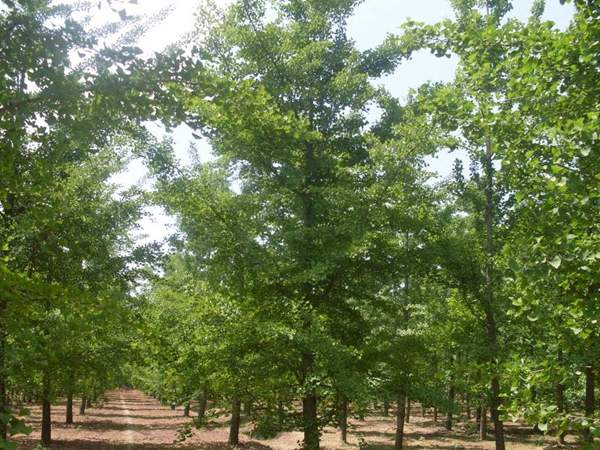 銀杏樹圖片 銀杏樹圖片