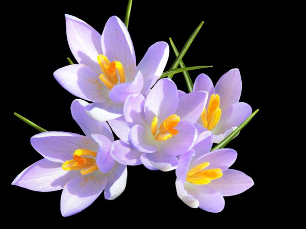 丁香花的花語(yǔ)是什么？