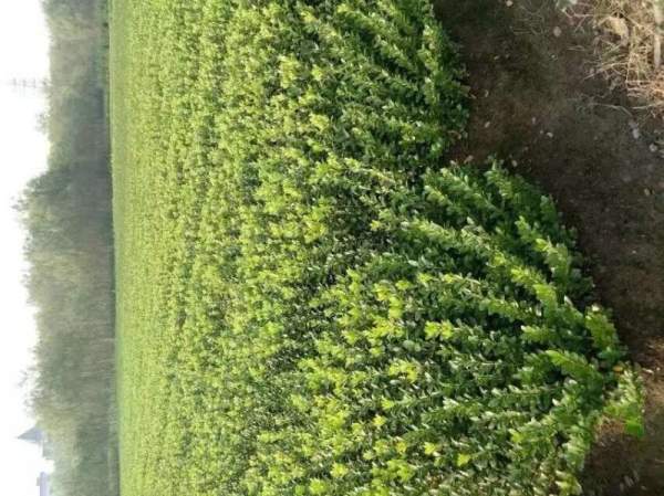 大葉黃楊苗 大葉黃楊苗