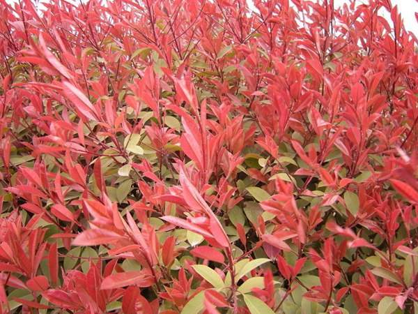 紅葉石楠