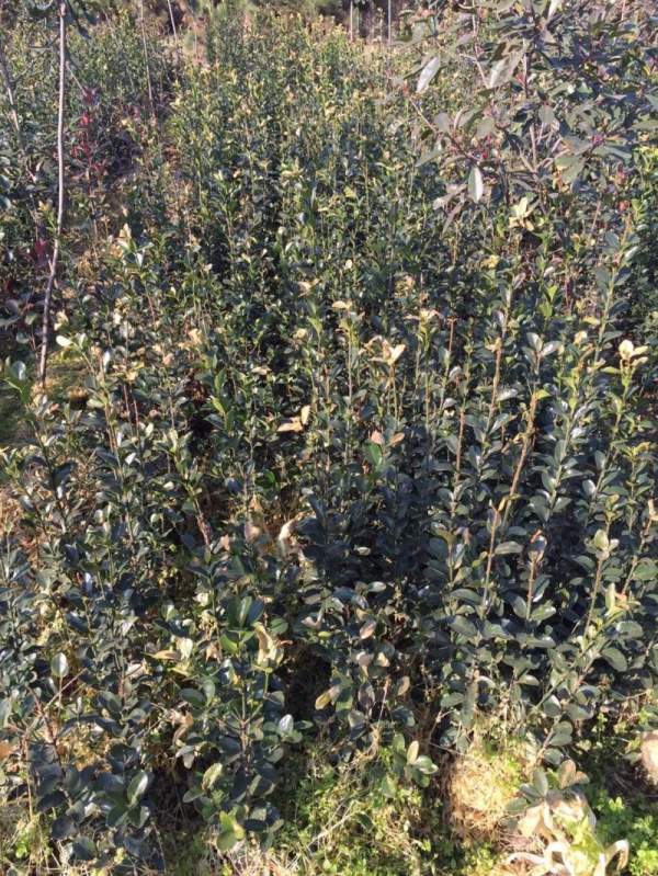 大葉黃楊苗 大葉黃楊苗