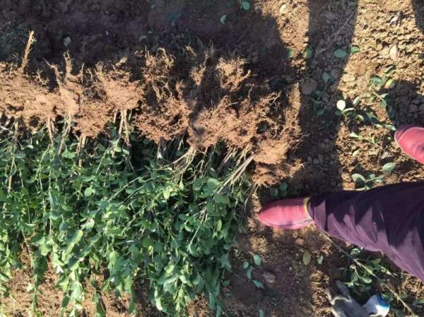 山西大葉黃楊苗 山西大葉黃楊苗