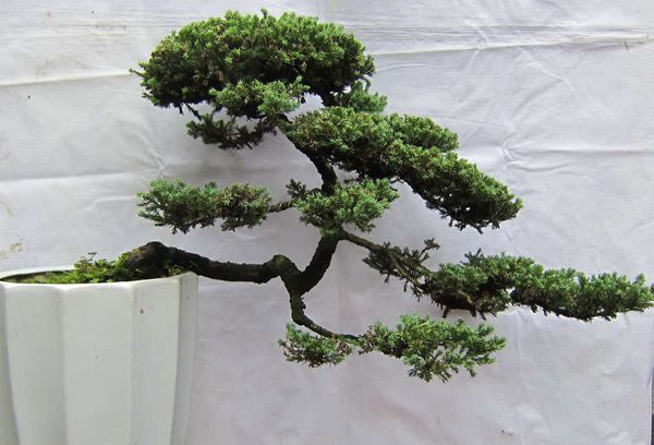 地柏盆景 地柏盆景