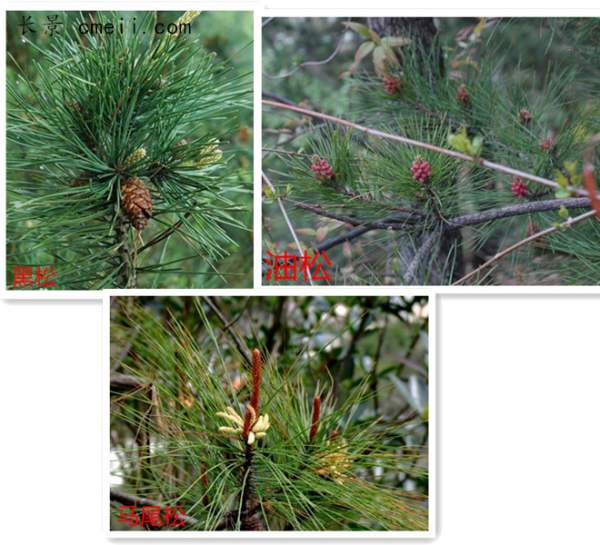 針葉區分 針葉區分