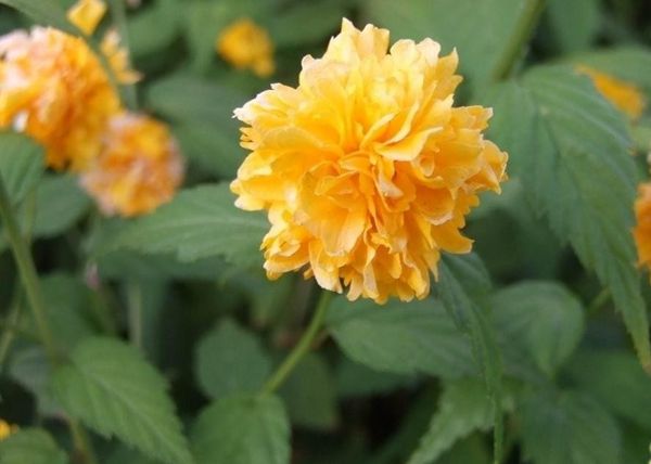 重瓣棣棠 重瓣棣棠