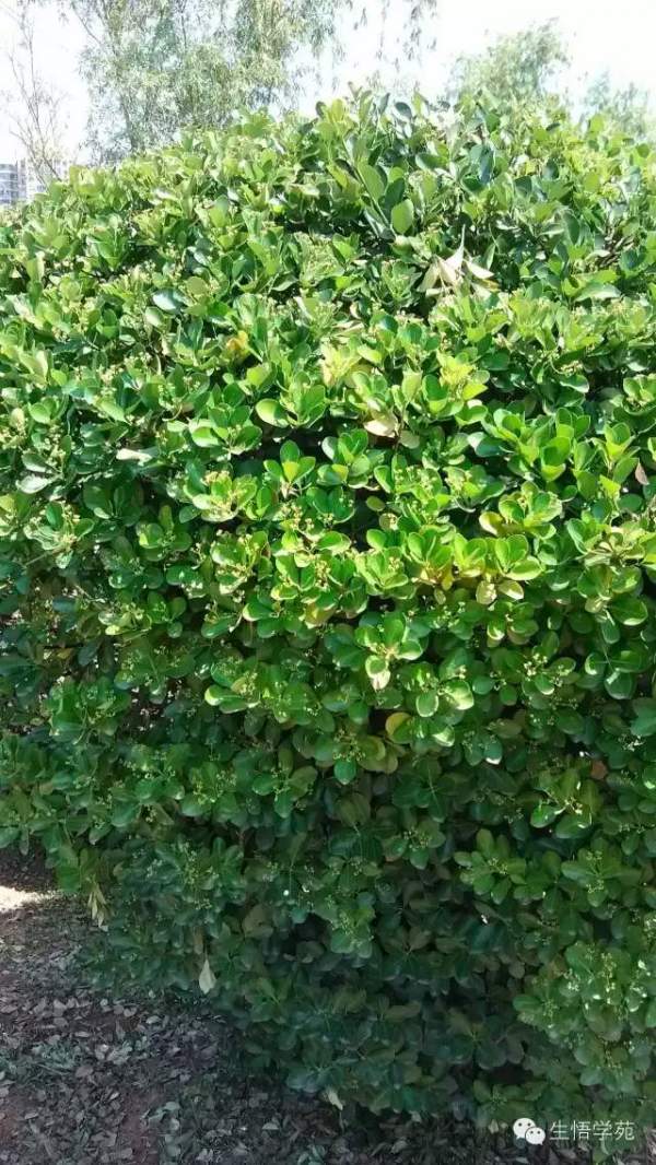 大葉黃楊 大葉黃楊