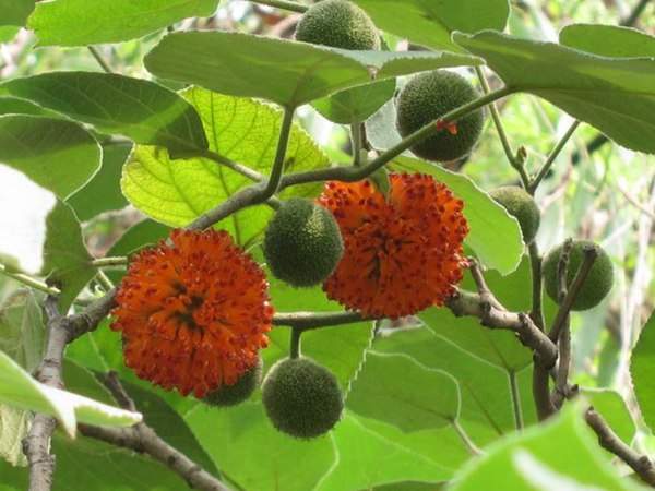 構(gòu)樹的果實(shí)能吃嗎？