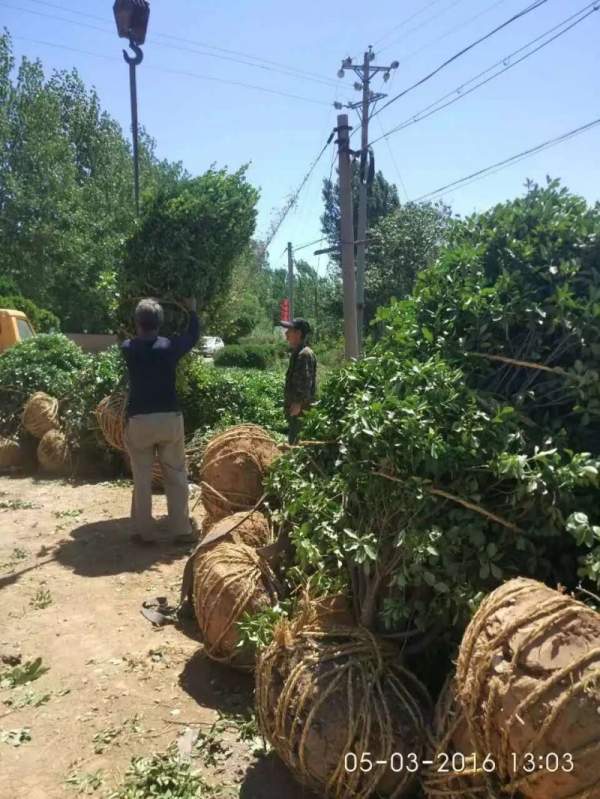 大葉黃楊 大葉黃楊