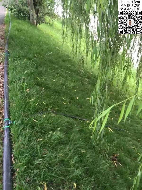 高羊茅草坪種子種植出的護(hù)坡綠化效果 高羊茅草坪種子種植出的護(hù)坡綠化效果