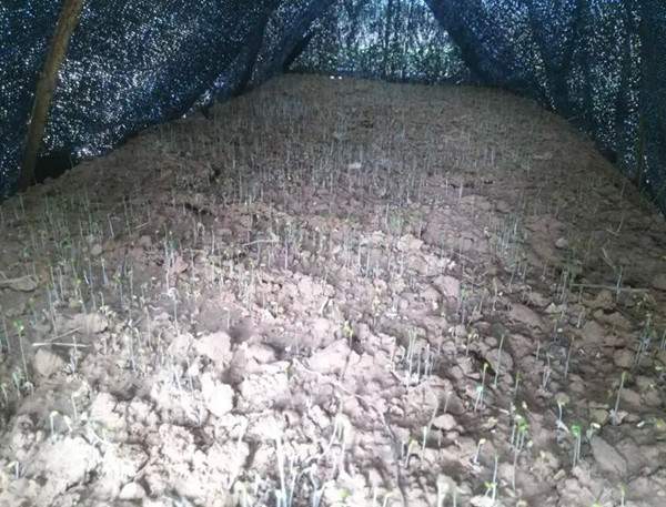 遮陽(yáng) 遮陽(yáng)