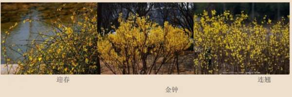 迎春花、金鐘和連翹如何區(qū)分?