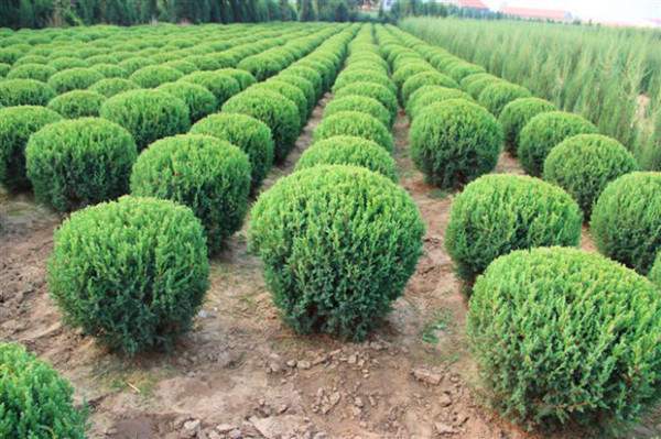 檜柏球圖片基地實拍 檜柏球圖片基地實拍