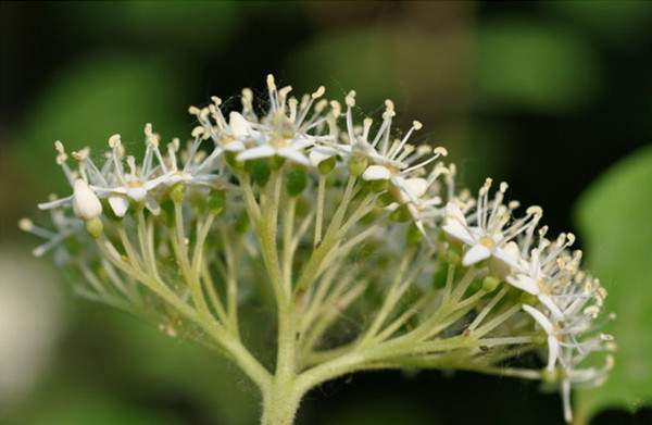 紅瑞木花-長景園林 紅瑞木花-長景園林