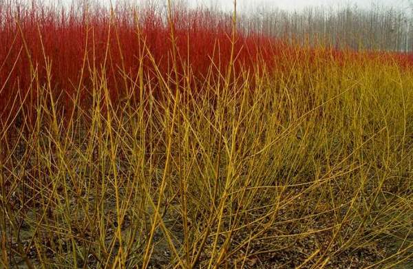 芽黃紅瑞木 芽黃紅瑞木