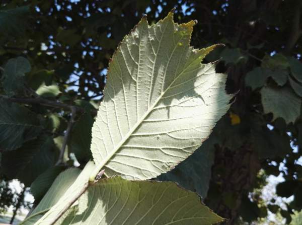 裂葉榆樹葉子 裂葉榆樹葉子