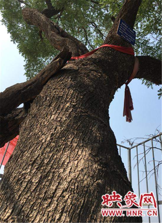 1100年古槐樹 1100年古槐樹