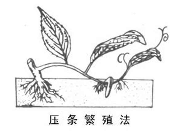 壓條繁殖-長景園林 壓條繁殖-長景園林