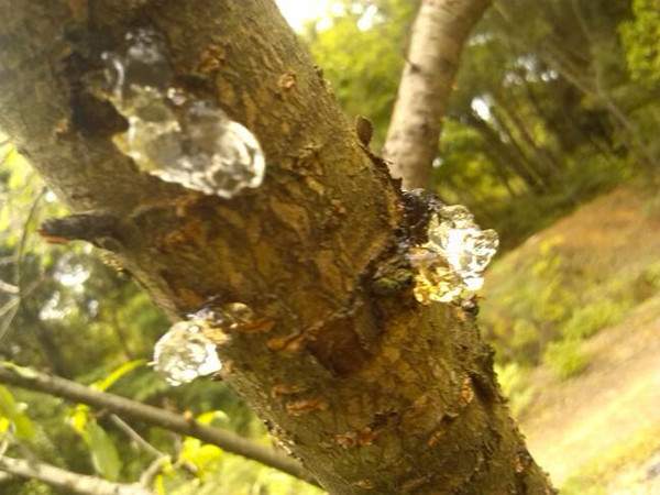 碧桃流膠病--長景園林 碧桃流膠病--長景園林