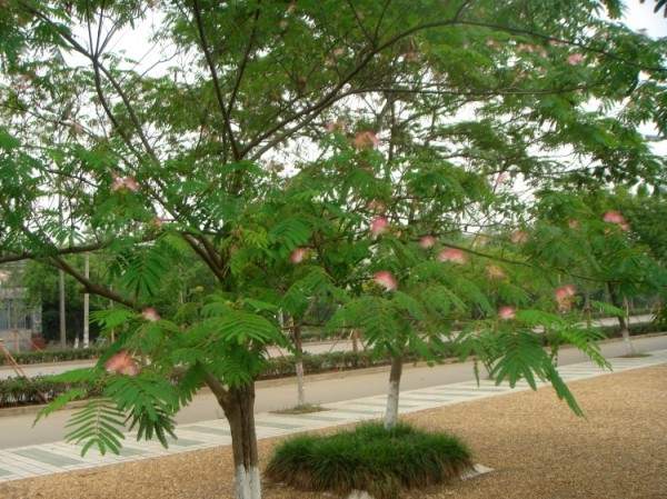 小區里的合歡樹 小區里的合歡樹