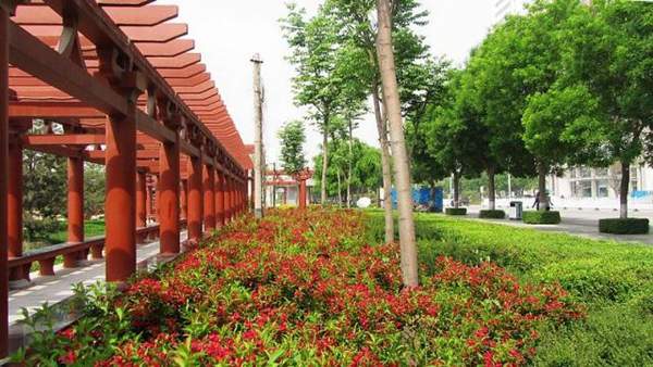 長(zhǎng)廊邊的錦帶花 長(zhǎng)廊邊的錦帶花