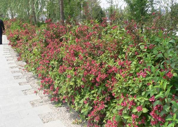 道路邊的紅王子錦帶花 道路邊的紅王子錦帶花