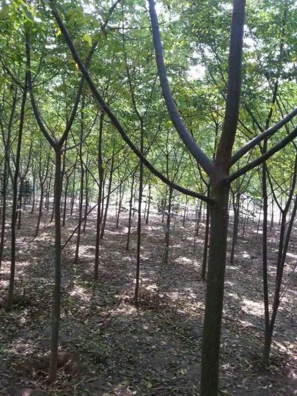 供應8公分9公分10公分苦楝樹 供應8公分9公分10公分苦楝樹