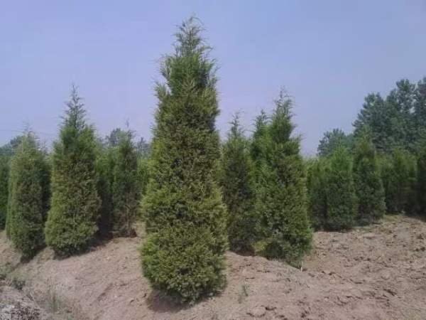 高度3米3.5米大蜀檜裝車_現(xiàn)場(chǎng)圖片 高度3米3.5米大蜀檜裝車_現(xiàn)場(chǎng)圖片