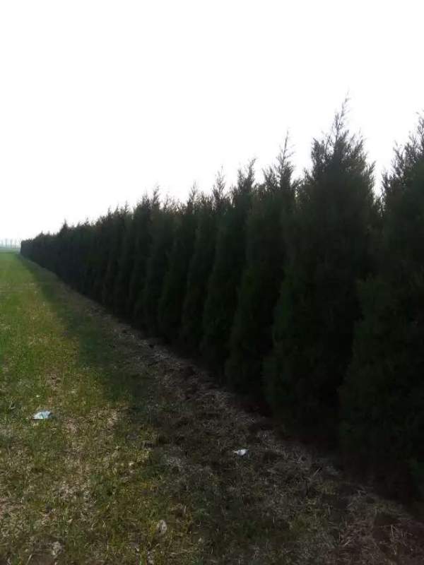 高度3米3.5米大蜀檜裝車_現(xiàn)場(chǎng)圖片 高度3米3.5米大蜀檜裝車_現(xiàn)場(chǎng)圖片