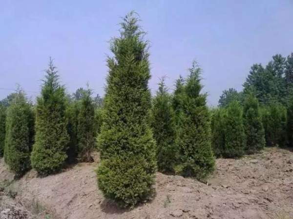 高度3米3.5米大蜀檜裝車_現(xiàn)場(chǎng)圖片 高度3米3.5米大蜀檜裝車_現(xiàn)場(chǎng)圖片