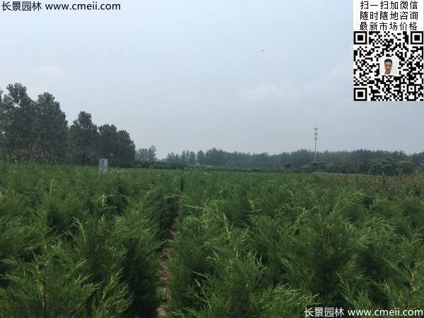 高度1米1.2米蜀檜精品苗優(yōu)惠價格出售 高度1米1.2米蜀檜精品苗優(yōu)惠價格出售