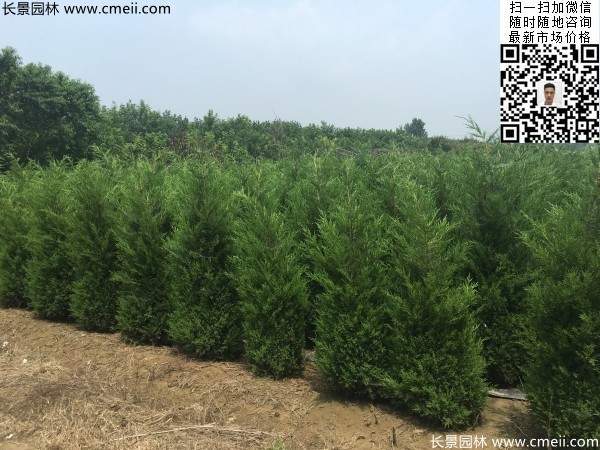 高度1米1.2米蜀檜精品苗優(yōu)惠價格出售 高度1米1.2米蜀檜精品苗優(yōu)惠價格出售