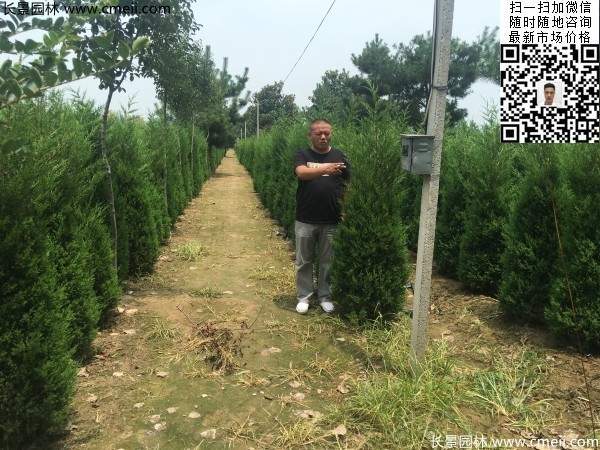 常綠松柏植物塔柏圖片 常綠松柏植物塔柏圖片