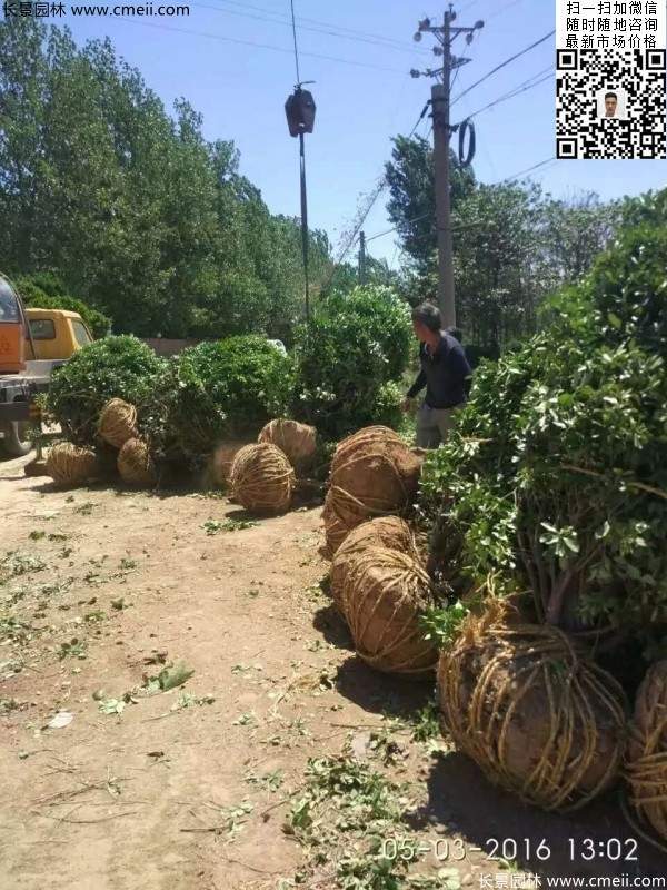 冠幅1.4米1.5米1.6米大葉黃楊球 冠幅1.4米1.5米1.6米大葉黃楊球