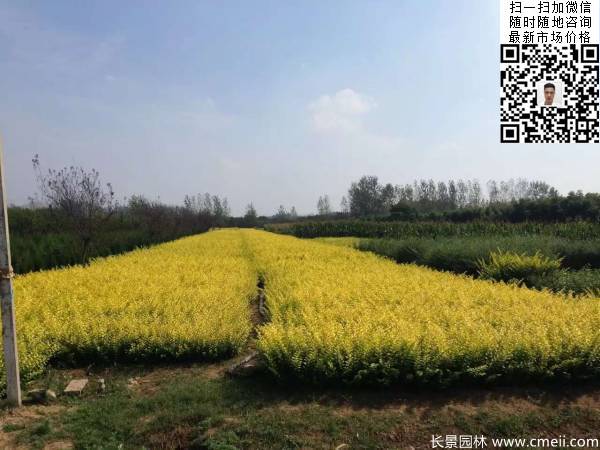 高度40公分50公分60公分金葉女貞苗圖片 高度40公分50公分60公分金葉女貞苗圖片