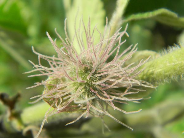 構(gòu)樹(shù)花