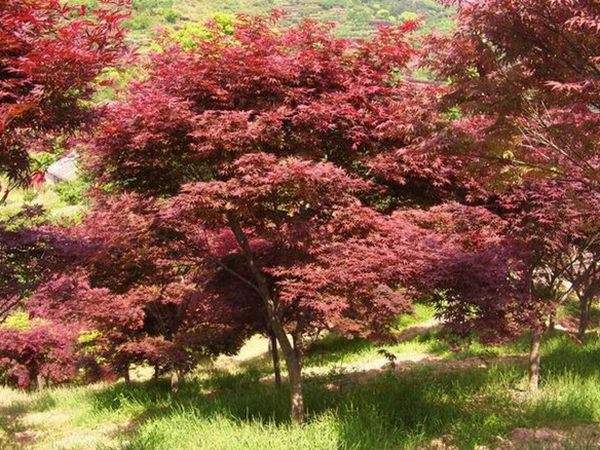 6-8公分的紅楓 6-8公分的紅楓