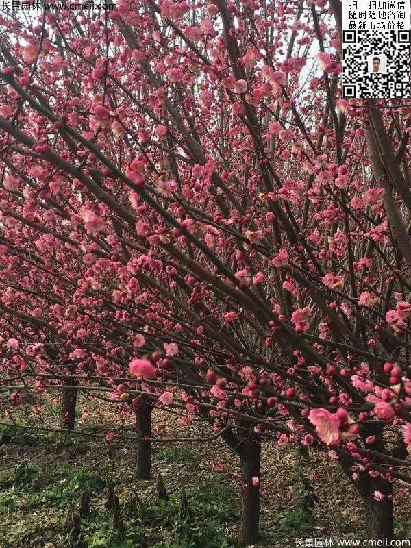 高端、大氣、上檔次的紅梅