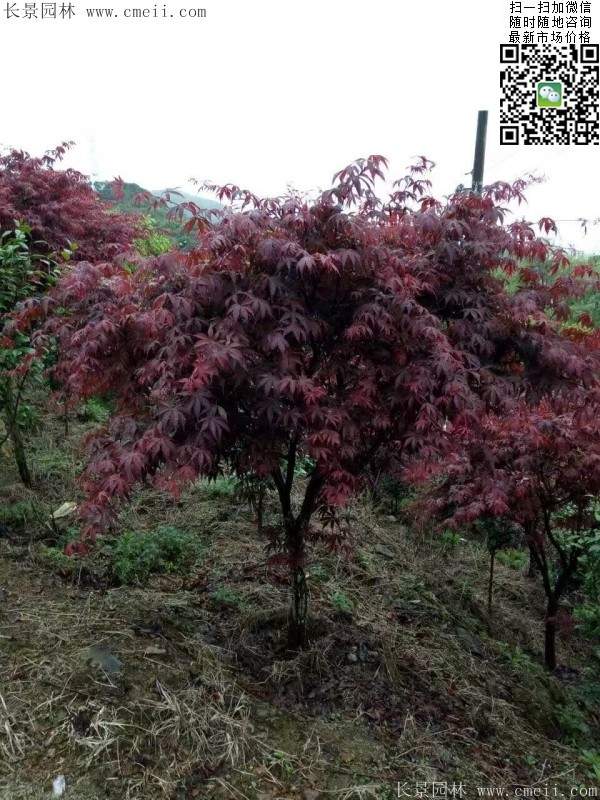 1.2、1.5、1.8米的紅楓樹