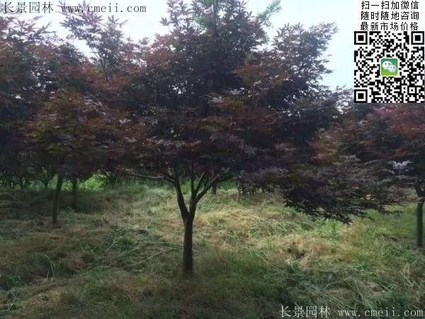 1.2、1.5、1.8米的紅楓樹