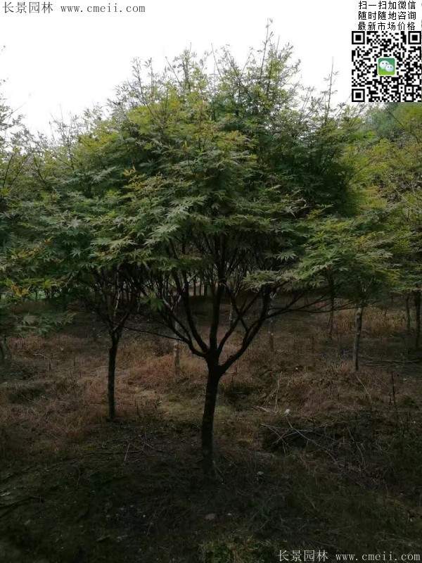 1.2、1.5、1.8米的紅楓樹