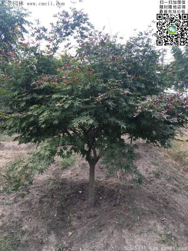 1.2、1.5、1.8米的紅楓樹