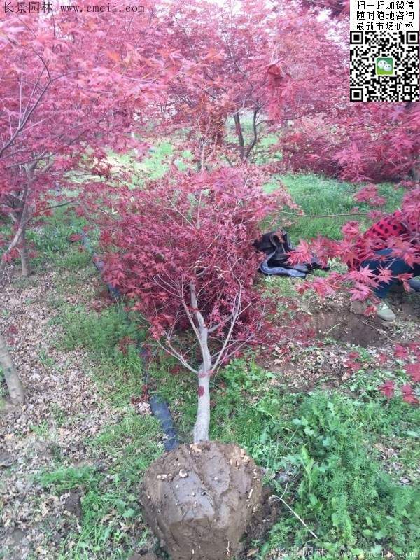 1.2、1.5、1.8米的紅楓樹