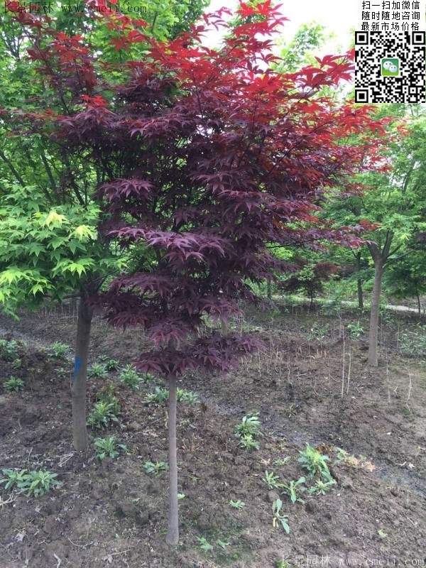 1.2、1.5、1.8米的紅楓樹